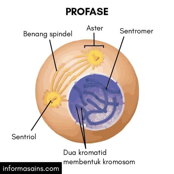 Anak adalah memisahkan diri sel pada dari pembelahan masing-masing bagian membelah dua berupa membran menjadi yang proses sitoplasma sel atau Kumpulan 60+