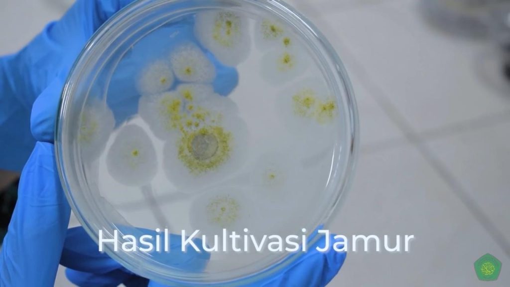 hasil kultivasi jamur
