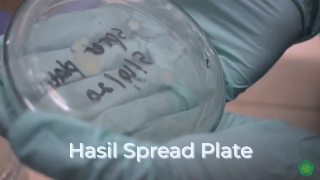 hasil spread plate bakteri