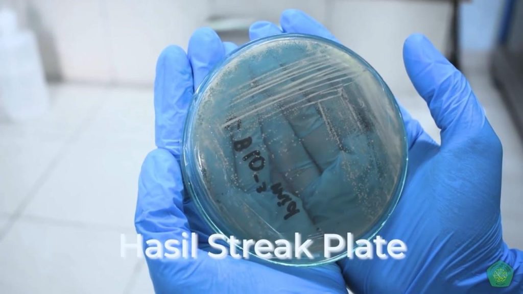 hasil streak plate