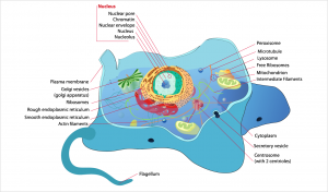 Komponen Kimiawi Sel Komponen Protoplasma dan Sifat Protoplasma