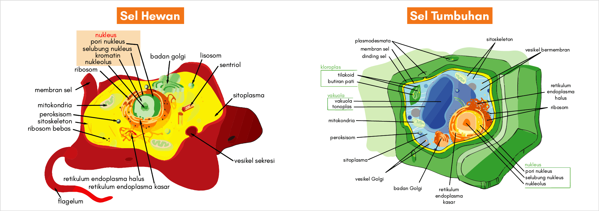 perbedaan sel hewan dan sel tumbuhan