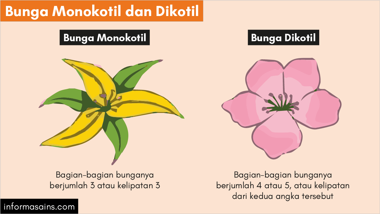 fungsi bunga monokotil bunga dikotil