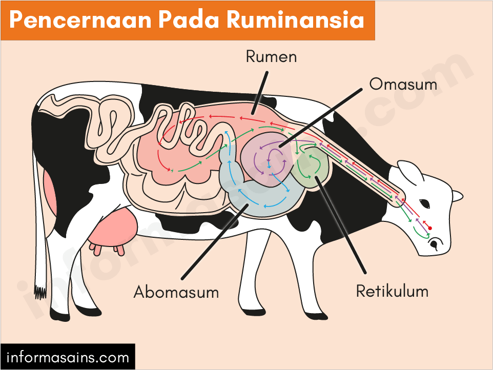 Jelaskan proses pencernaan makanan pada sistem pencernaan sapi sebagai hewan ruminansia