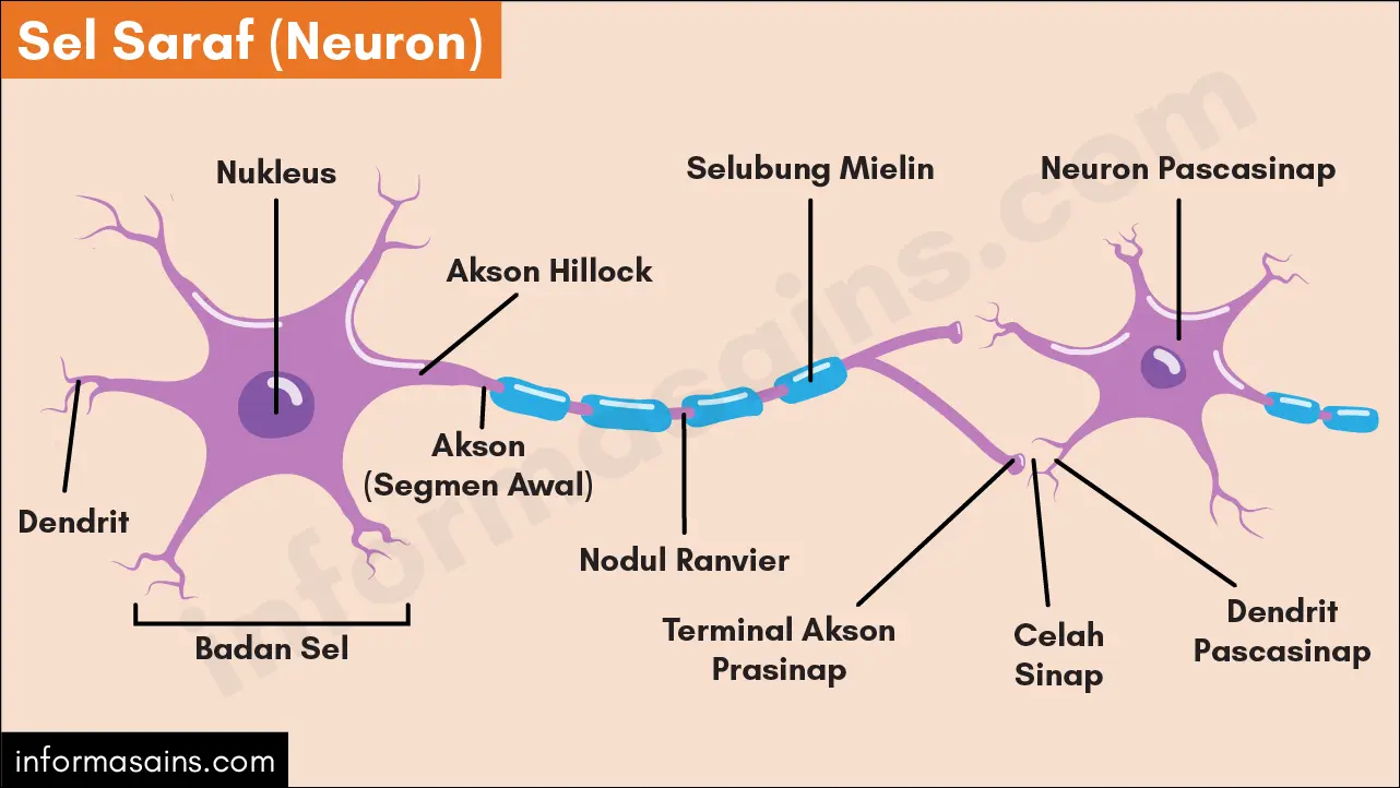 sel saraf neuron