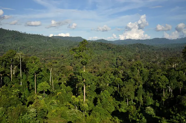 bioma hutan hujan tropis
